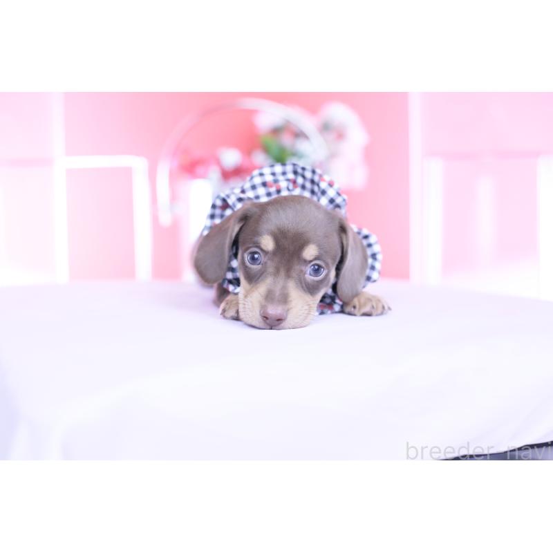 販売中の愛知県のカニンヘンダックスフンド(スムースヘアード)-449442の6枚目