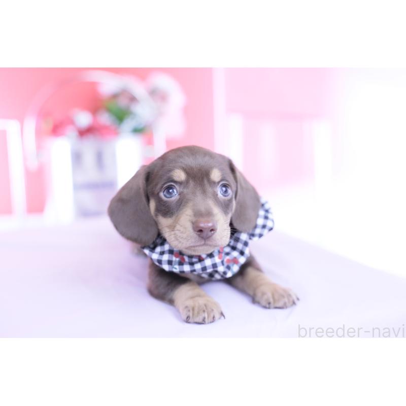 販売中の愛知県のカニンヘンダックスフンド(スムースヘアード)-449442の5枚目