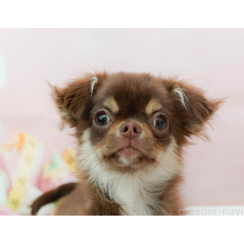 販売中の神奈川県のチワワ(ロングコート)-440698の6枚目