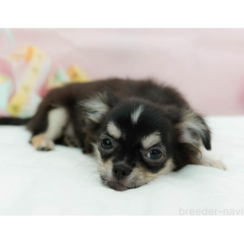 販売中の神奈川県のチワワ(ロングコート)-440704の6枚目