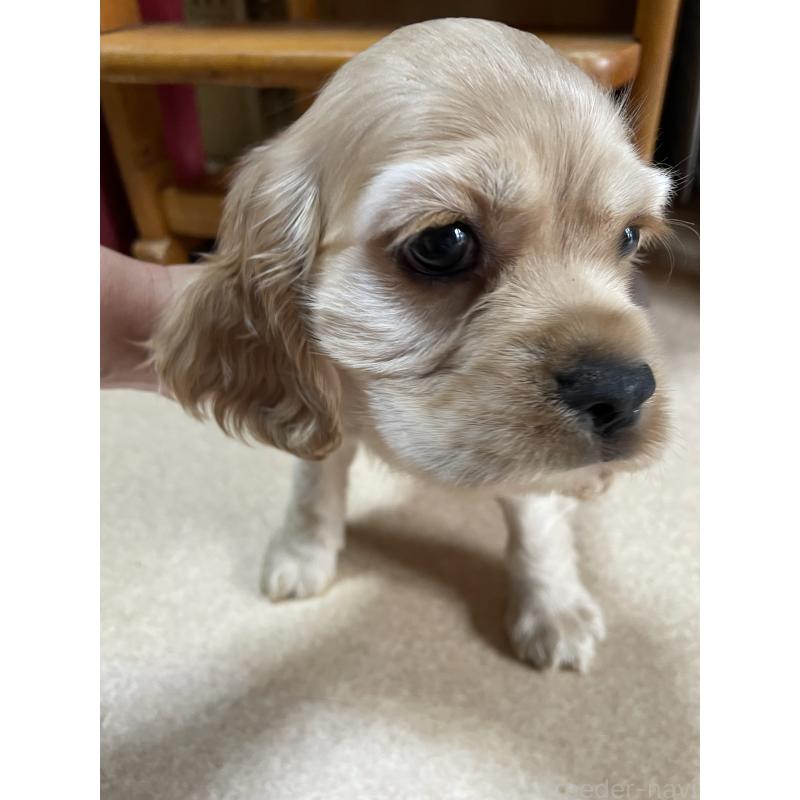 販売中の静岡県のアメリカンコッカースパニエル-449446の2枚目