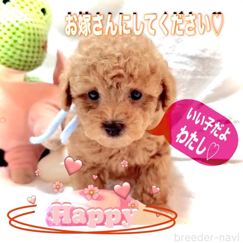 販売中の大阪府のタイニープードル-449445の13枚目