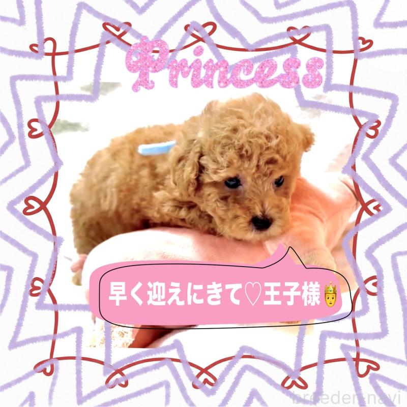 販売中の大阪府のタイニープードル-449445の12枚目