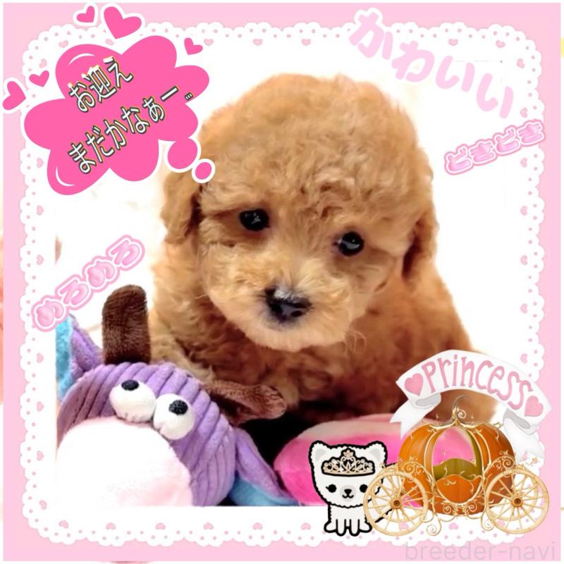 販売中の大阪府のタイニープードル-449445の1枚目