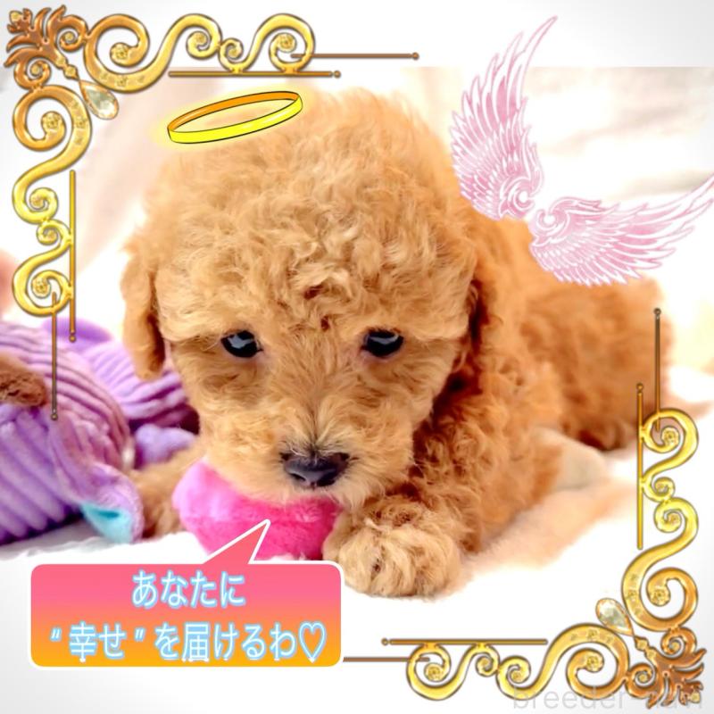 販売中の大阪府のタイニープードル-449445の11枚目