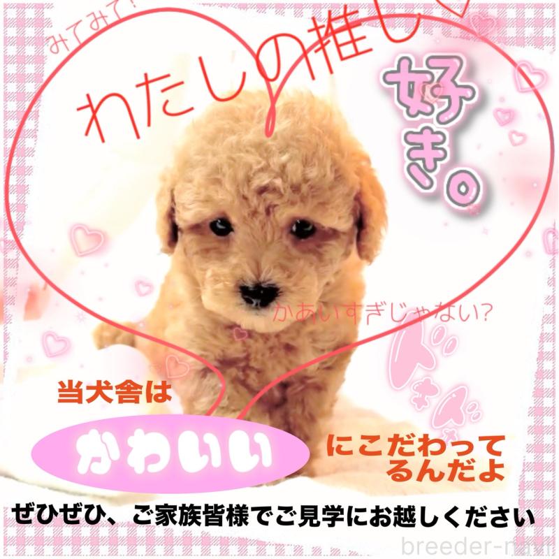 販売中の大阪府のタイニープードル-449445の10枚目
