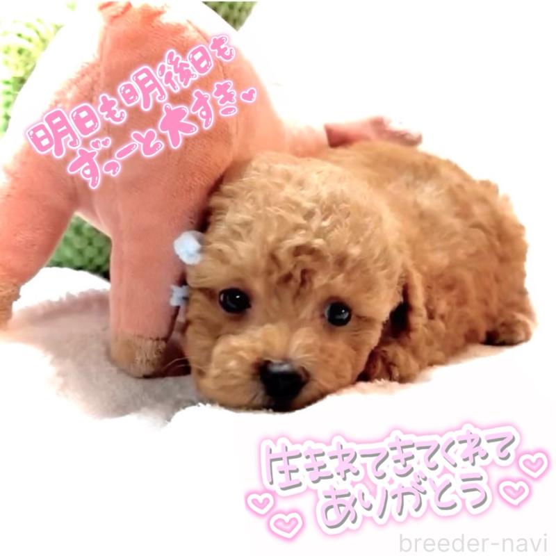 販売中の大阪府のタイニープードル-449445の9枚目