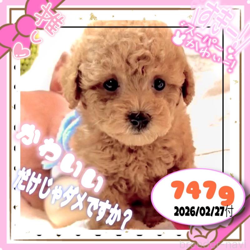 販売中の大阪府のタイニープードル-449445の8枚目