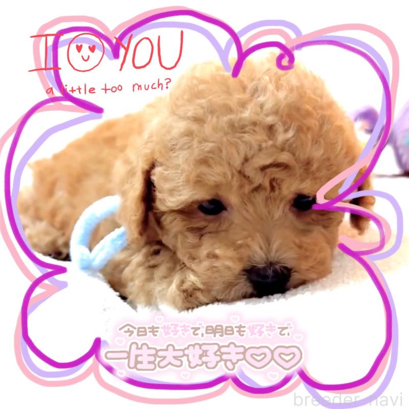 販売中の大阪府のタイニープードル-449445の7枚目