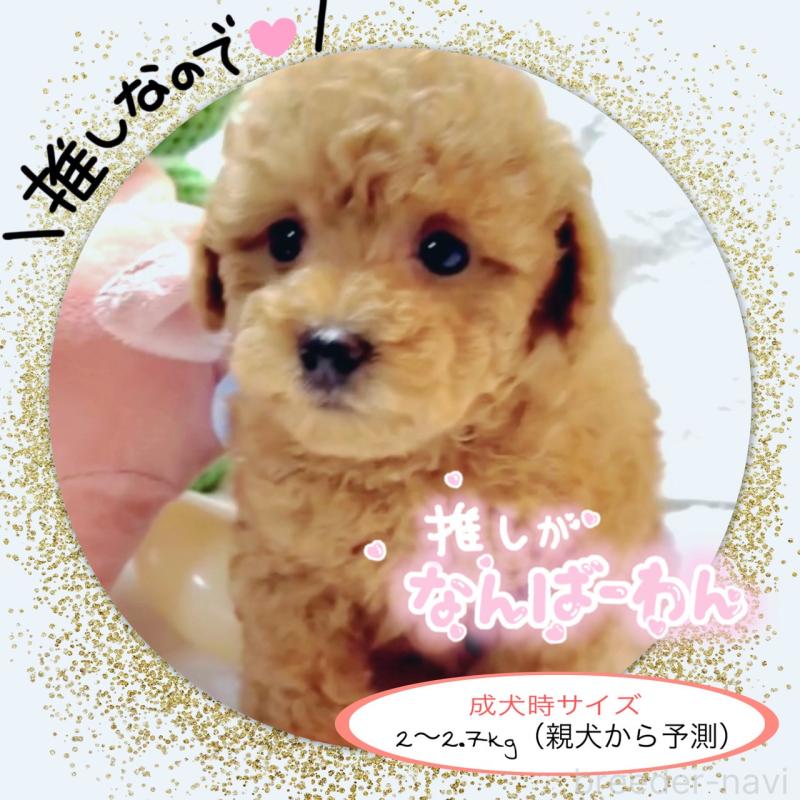 販売中の大阪府のタイニープードル-449445の5枚目