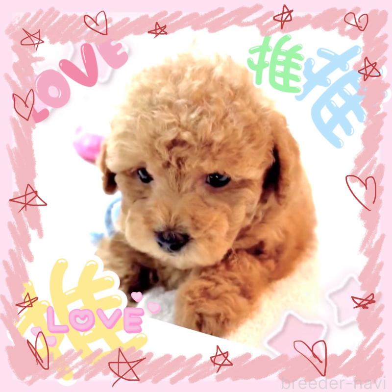 販売中の大阪府のタイニープードル-449445の6枚目