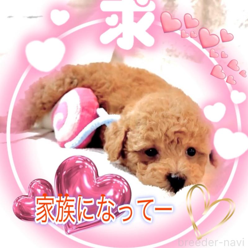 販売中の大阪府のタイニープードル-449445の4枚目