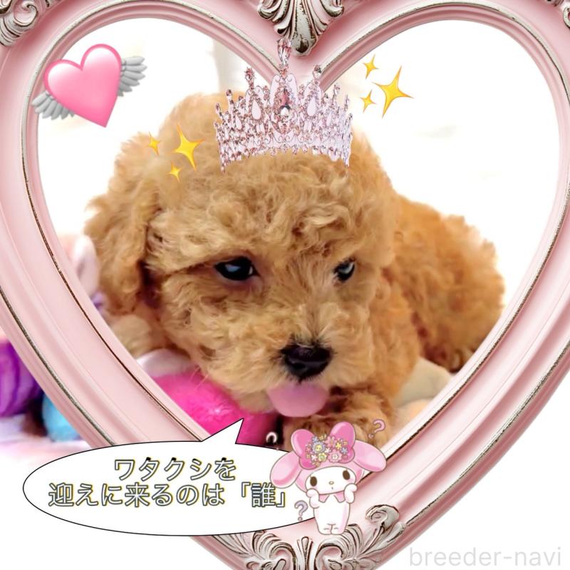 販売中の大阪府のタイニープードル-449445の3枚目