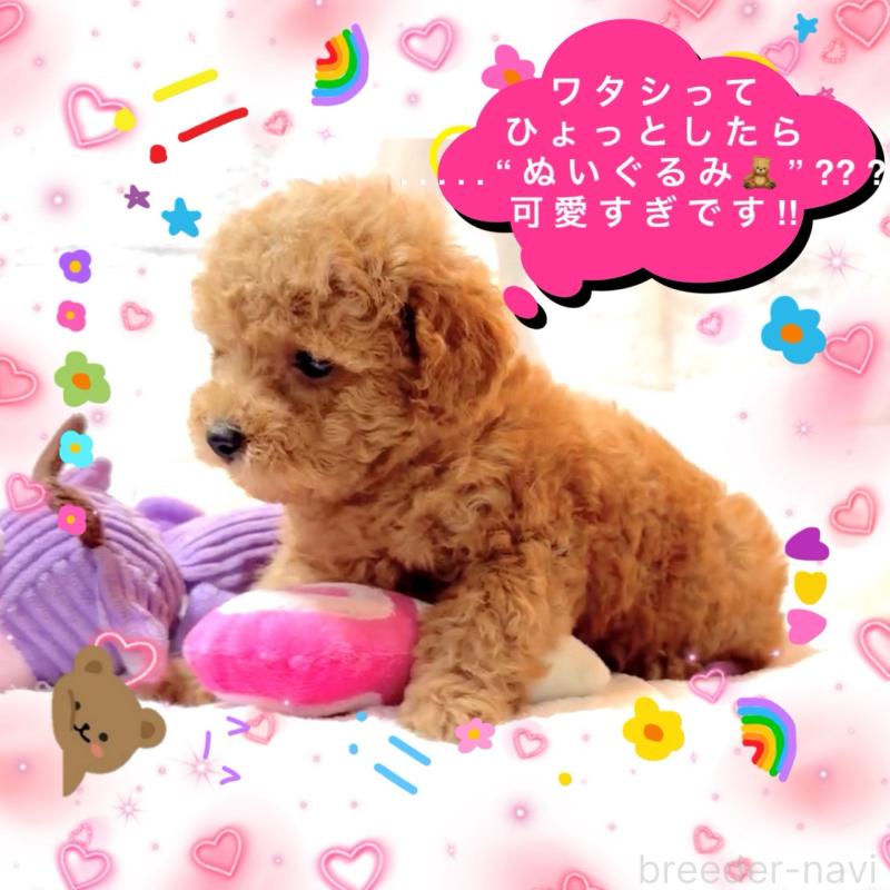 販売中の大阪府のタイニープードル-449445の2枚目