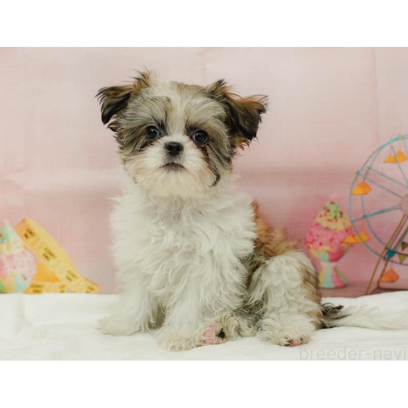 販売中の神奈川県のチワズー:チワワ×シーズー-440684の6枚目