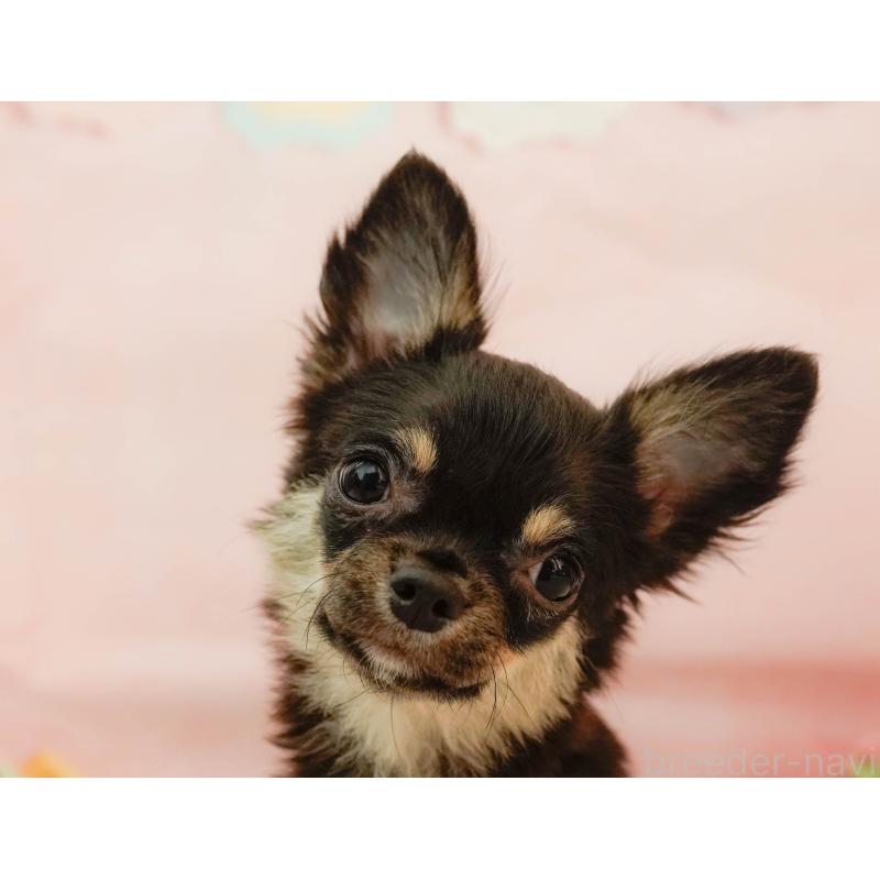 販売中の神奈川県のチワワ(ロングコート)-440692の6枚目