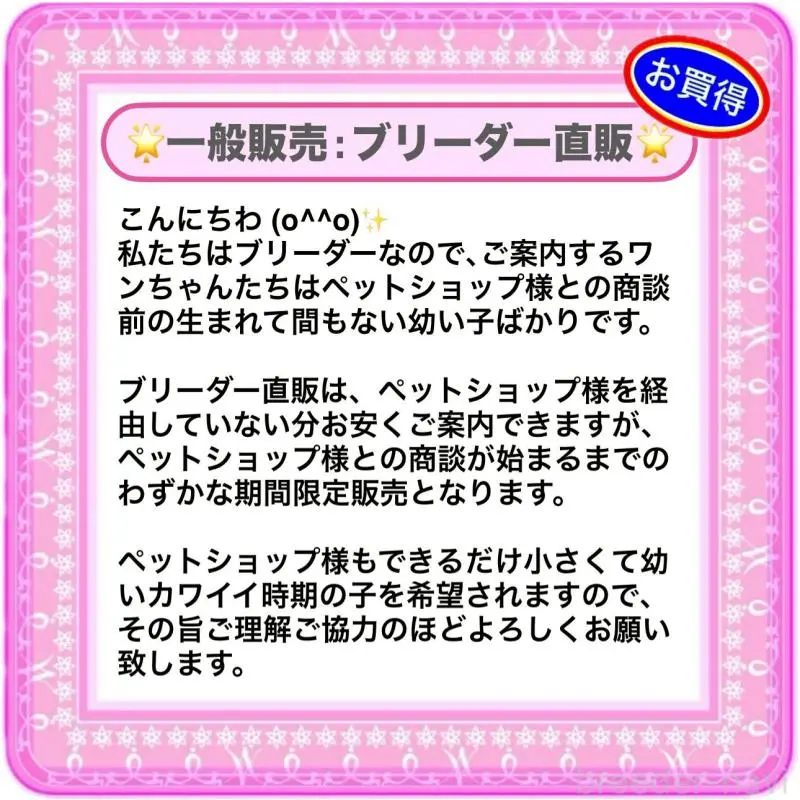 販売中の大阪府のティーカッププードル-449447の15枚目