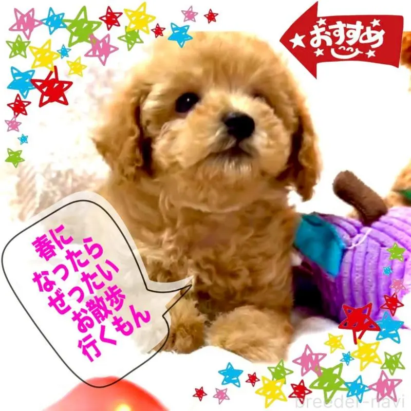 販売中の大阪府のティーカッププードル-449447の13枚目