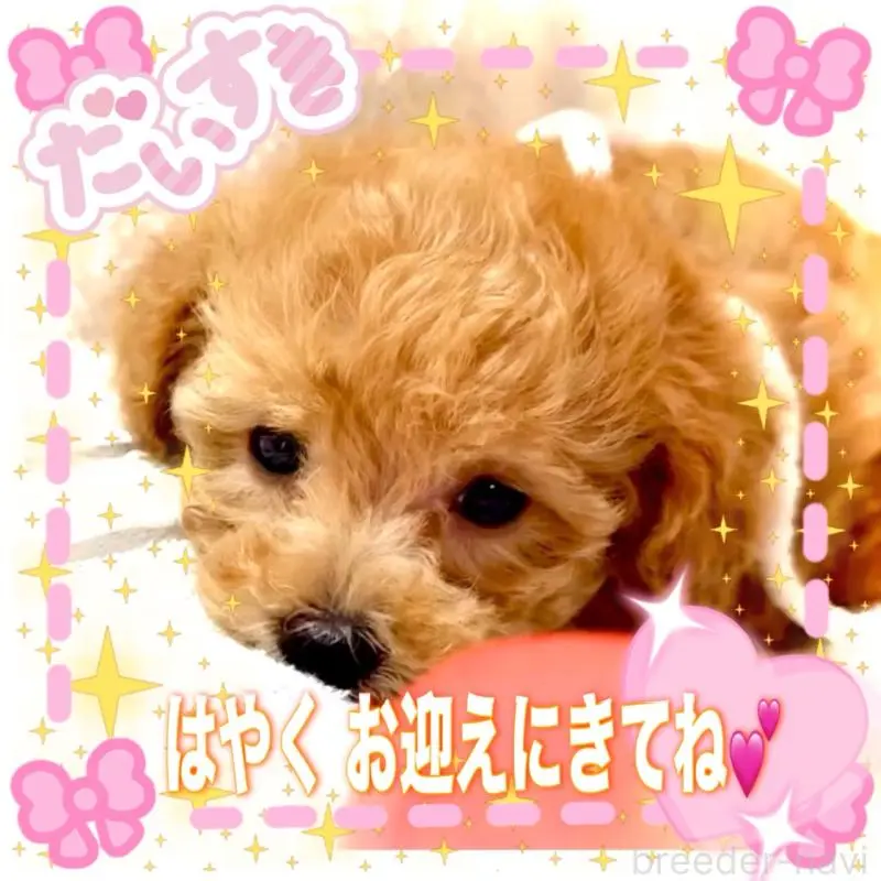 販売中の大阪府のティーカッププードル-449447の12枚目