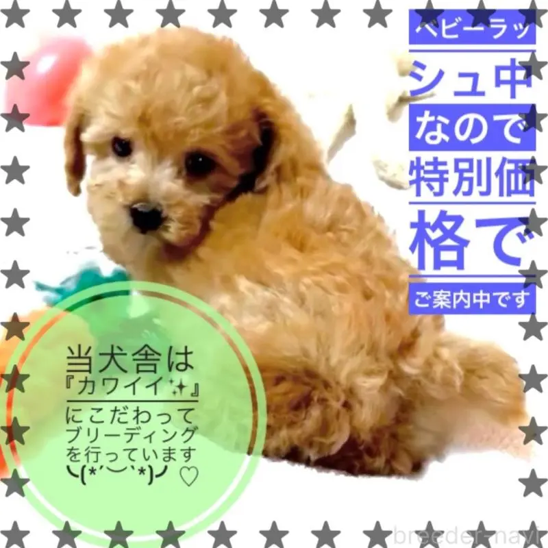 販売中の大阪府のティーカッププードル-449447の10枚目
