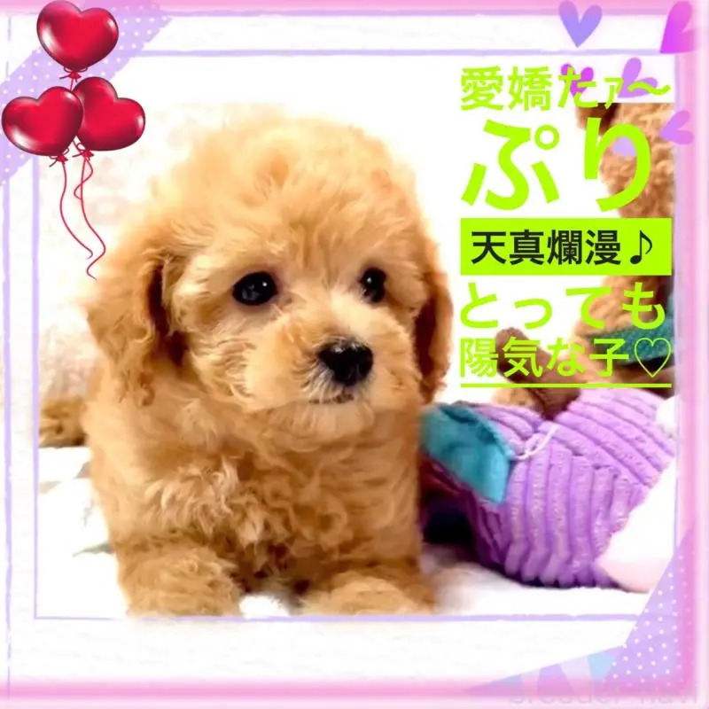 販売中の大阪府のティーカッププードル-449447の1枚目