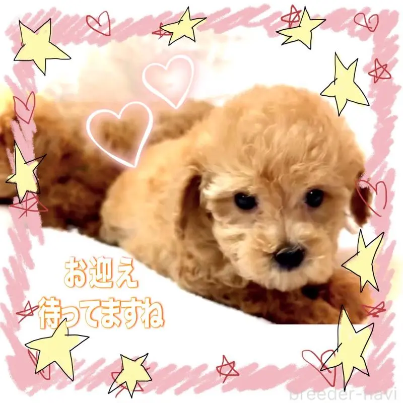 販売中の大阪府のティーカッププードル-449447の9枚目