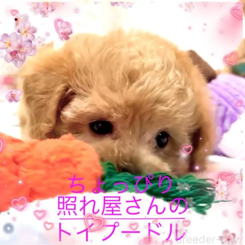販売中の大阪府のティーカッププードル-449447の8枚目