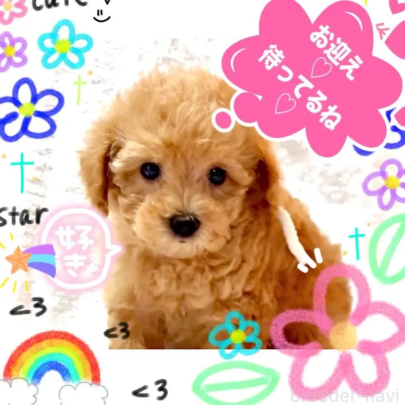 販売中の大阪府のティーカッププードル-449447の7枚目