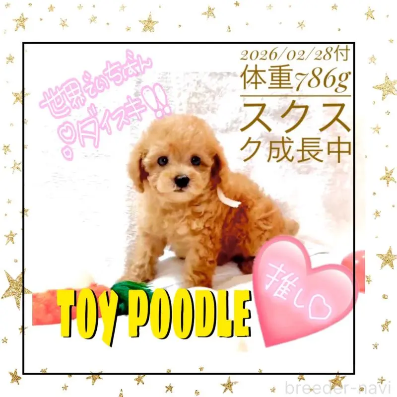 販売中の大阪府のティーカッププードル-449447の6枚目