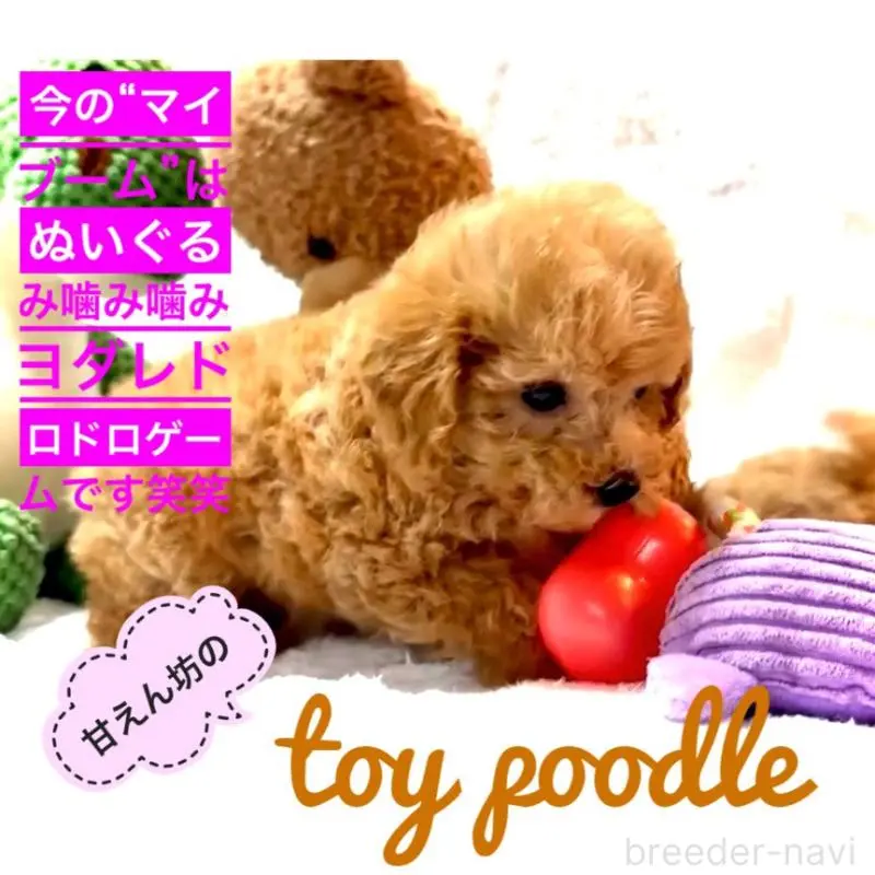 販売中の大阪府のティーカッププードル-449447の5枚目