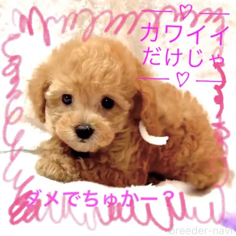 販売中の大阪府のティーカッププードル-449447の3枚目