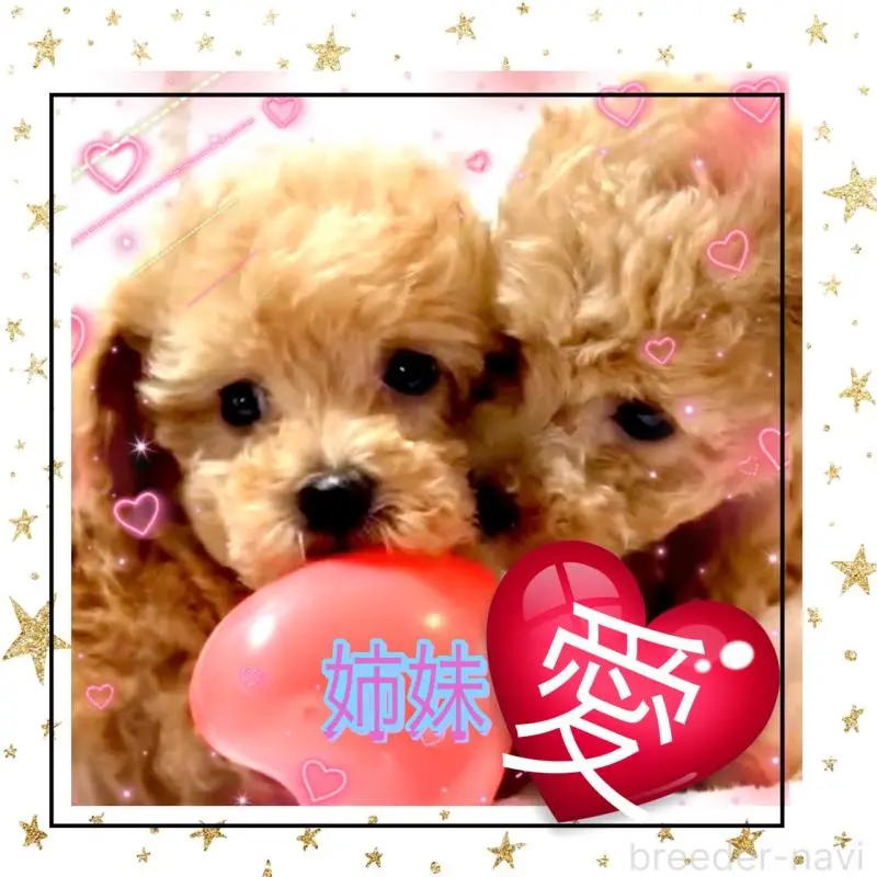 販売中の大阪府のティーカッププードル-449447の2枚目