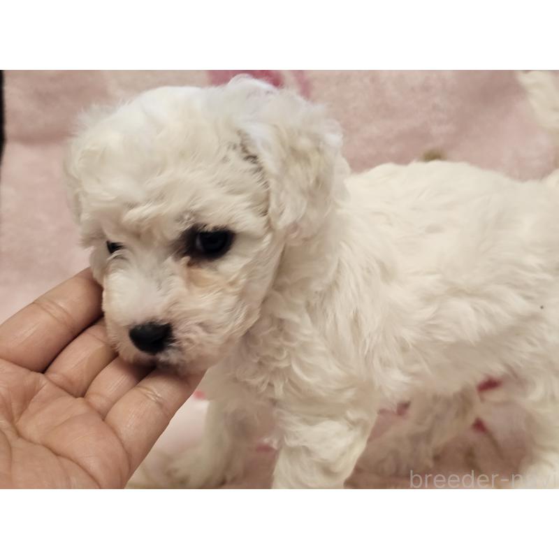 販売中の愛知県のビションフリーゼ-449448の5枚目