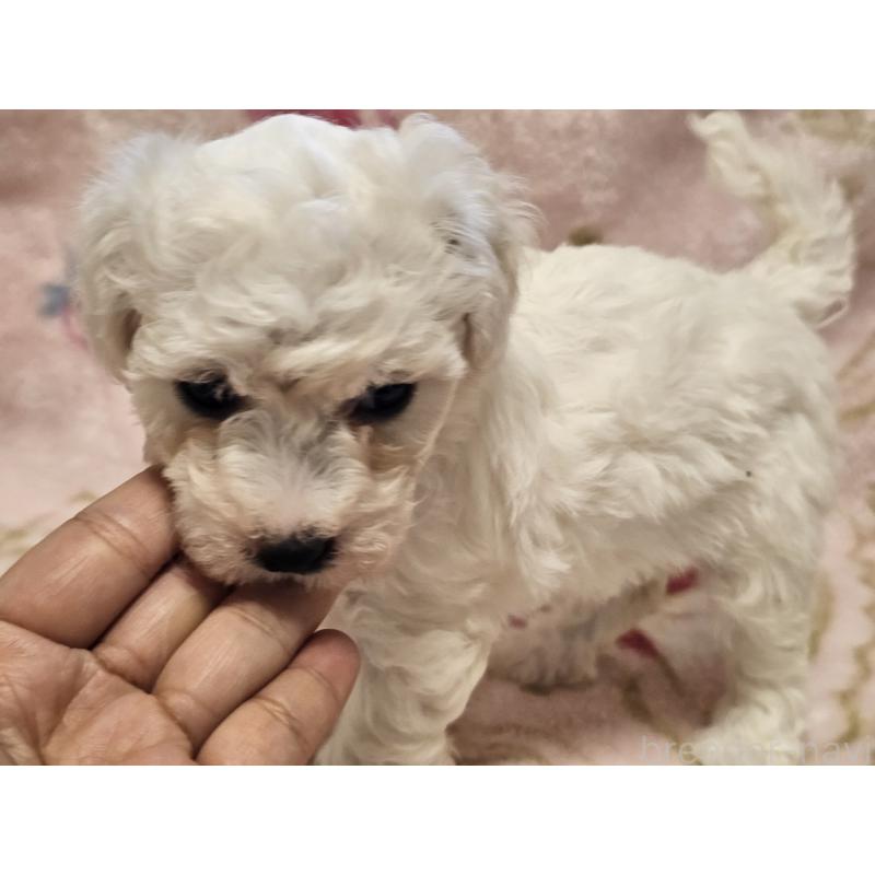 販売中の愛知県のビションフリーゼ-449448の4枚目