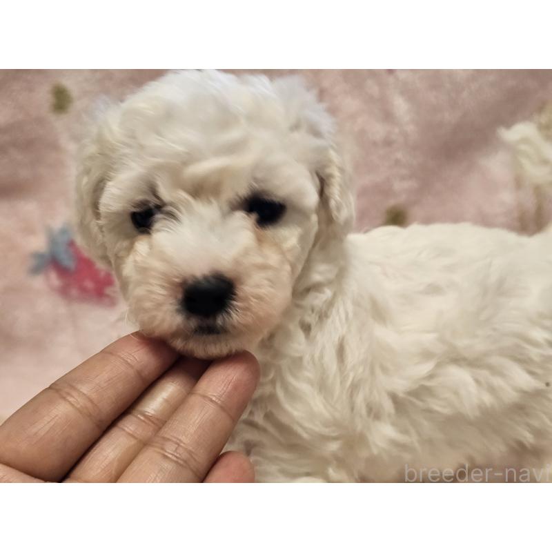 販売中の愛知県のビションフリーゼ-449448の3枚目