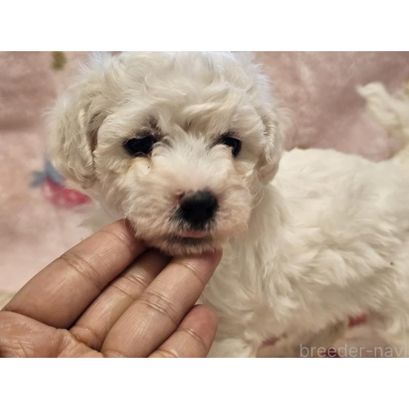 販売中の愛知県のビションフリーゼ-449448の2枚目