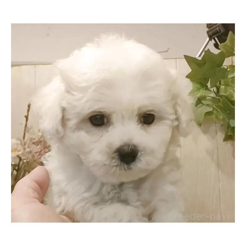 販売中の愛知県のビションフリーゼ-418683の14枚目