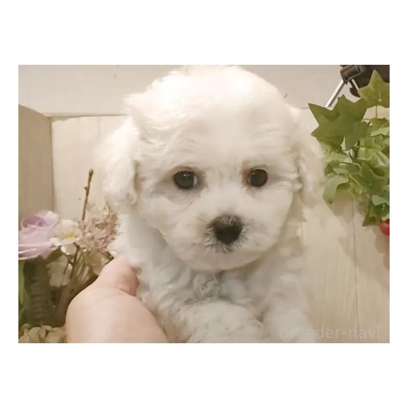 販売中の愛知県のビションフリーゼ-418683の12枚目