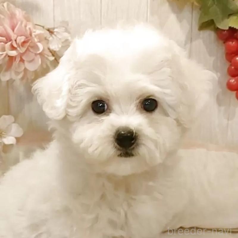 販売中の愛知県のビションフリーゼ-418683の10枚目