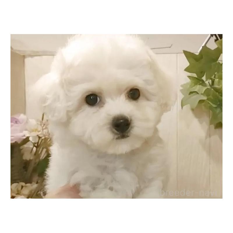 販売中の愛知県のビションフリーゼ-418683の8枚目