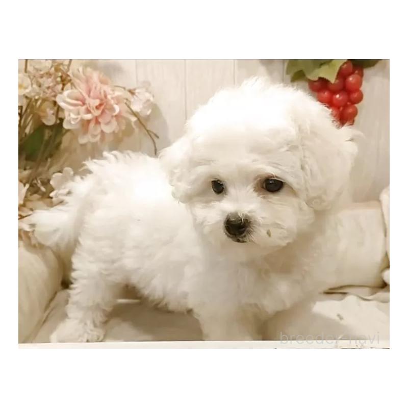 販売中の愛知県のビションフリーゼ-418683の7枚目