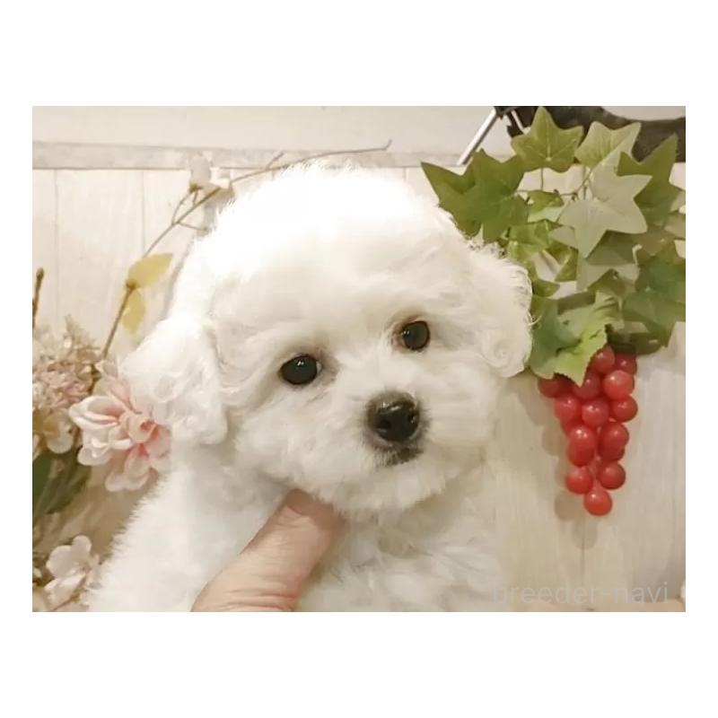 販売中の愛知県のビションフリーゼ-418683の6枚目