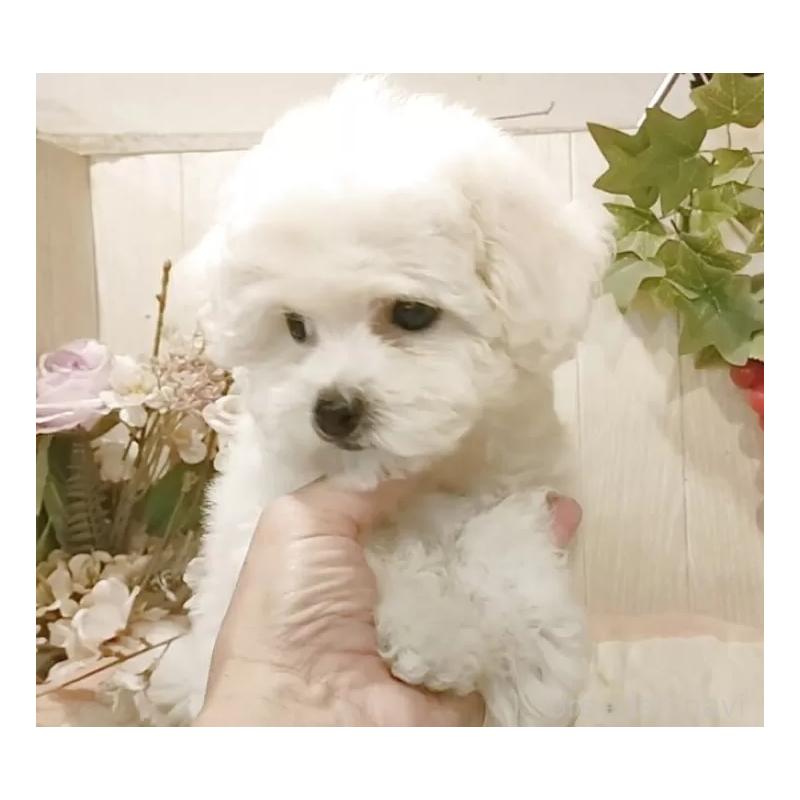 販売中の愛知県のビションフリーゼ-418683の5枚目