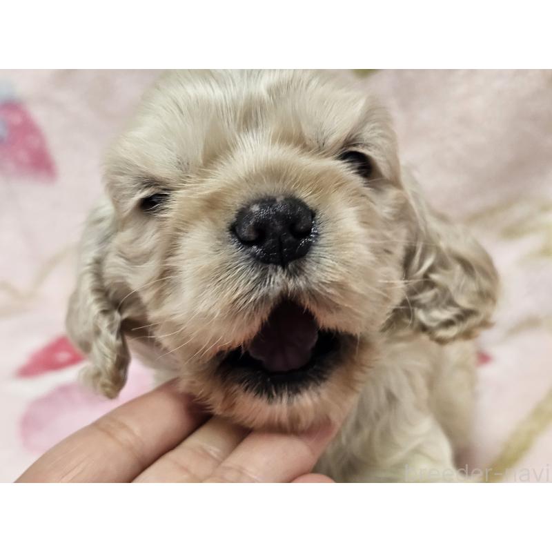 販売中の愛知県のアメリカンコッカースパニエル-449450の10枚目