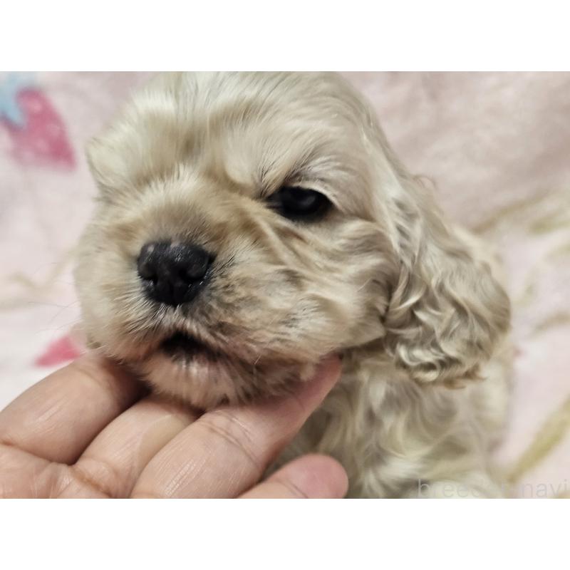 販売中の愛知県のアメリカンコッカースパニエル-449450の8枚目