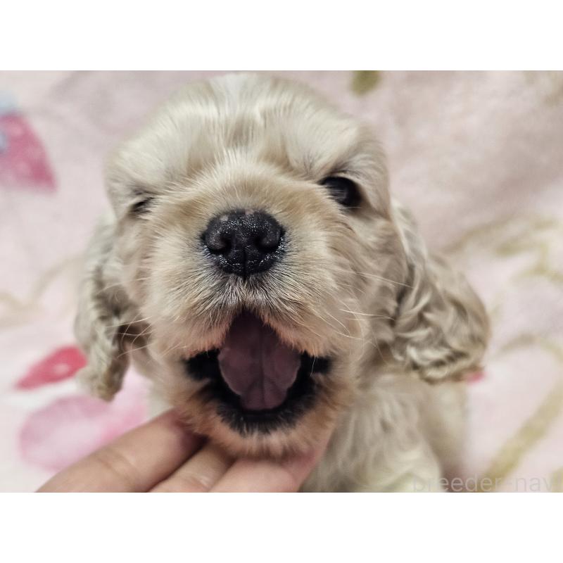 販売中の愛知県のアメリカンコッカースパニエル-449450の7枚目