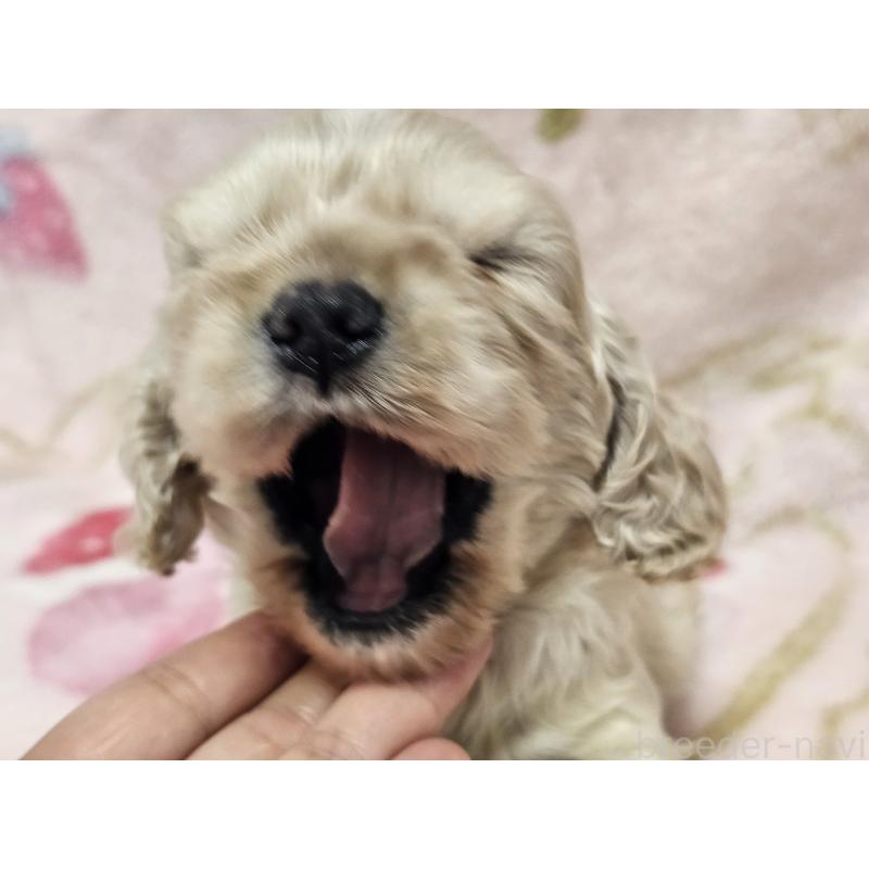 販売中の愛知県のアメリカンコッカースパニエル-449450の6枚目