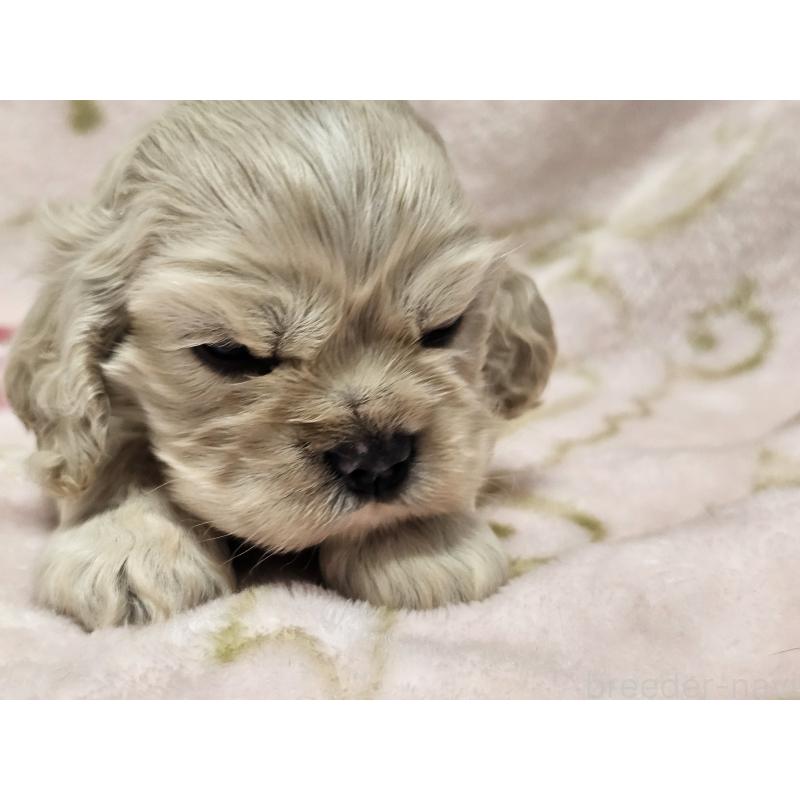 販売中の愛知県のアメリカンコッカースパニエル-449450の4枚目