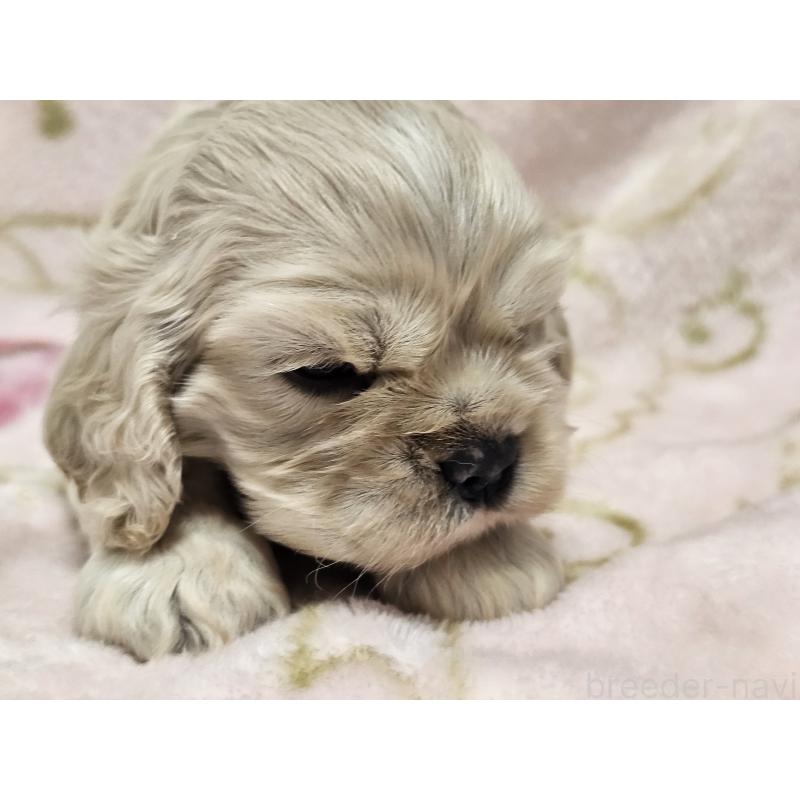 販売中の愛知県のアメリカンコッカースパニエル-449450の3枚目