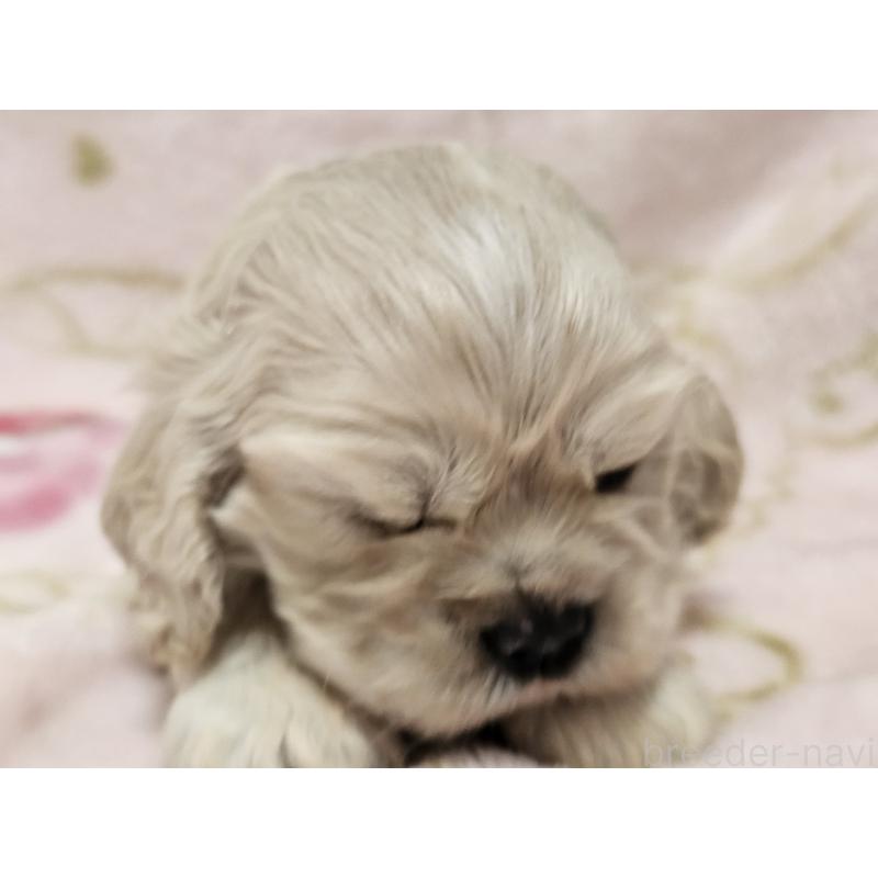 販売中の愛知県のアメリカンコッカースパニエル-449450の2枚目